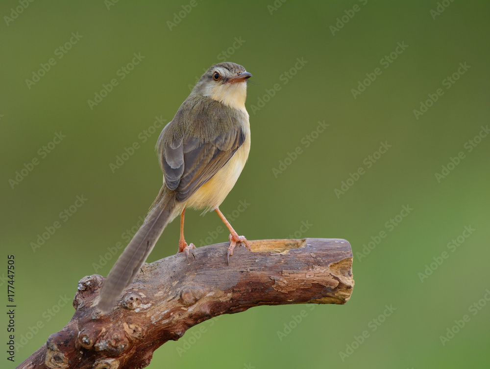 平原，白眉Prinia或Wren Warbler Prinia（Prinia inornata）美丽的淡眉到黄色bi