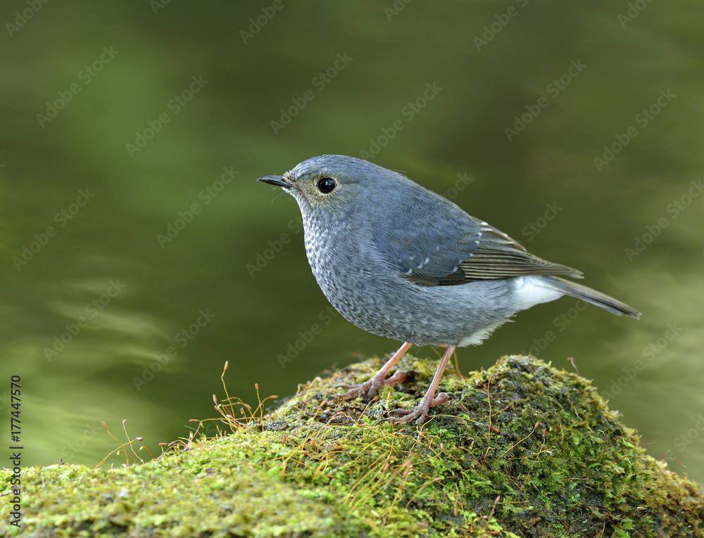 丰满的水红蝶（Phoenicurus fuliginosus）栖息在长满青苔的松鸡上的美丽的淡蓝色鸟类