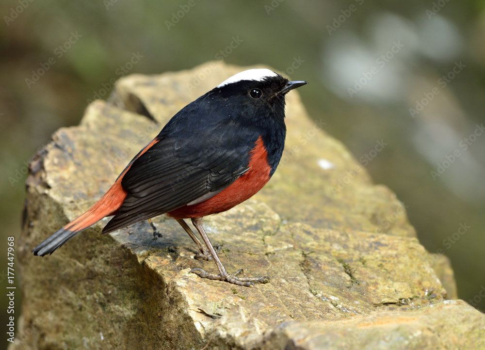 River chat or White caped Water Redstart（phoenicurus leuccephalus）美丽的黑色和红色的鸟w