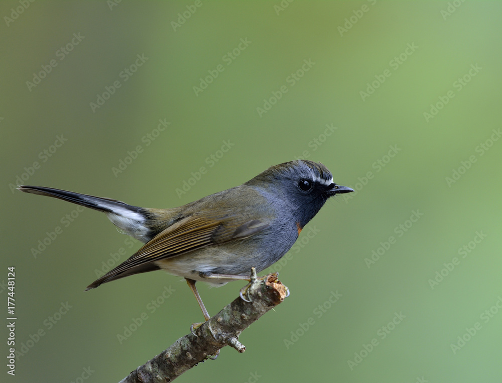 Rufus gorgeted flycatcher（Ficedula strophiata）美丽的棕色和灰色鸟类，带有橙色标记o