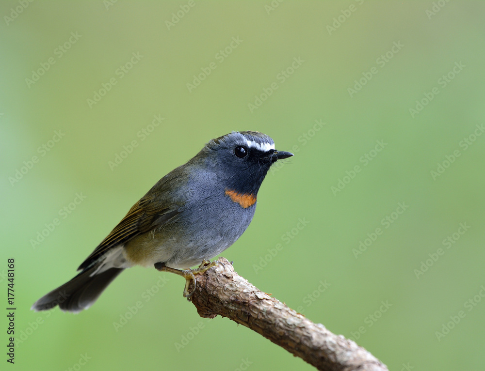 Rufus gorgeted flycatcher（Ficedula strophiata）美丽的棕色和灰色鸟类，带有橙色标记o