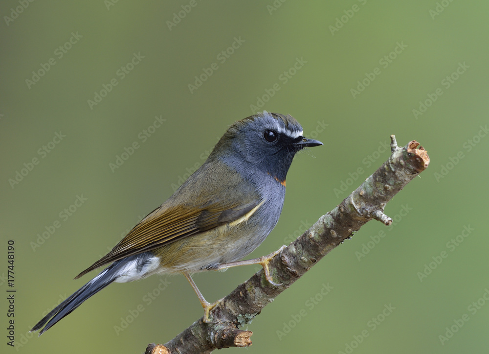 Rufus gorgeted flycatcher（Ficedula strophiata）美丽的棕色和灰色鸟，带有橙色标记o