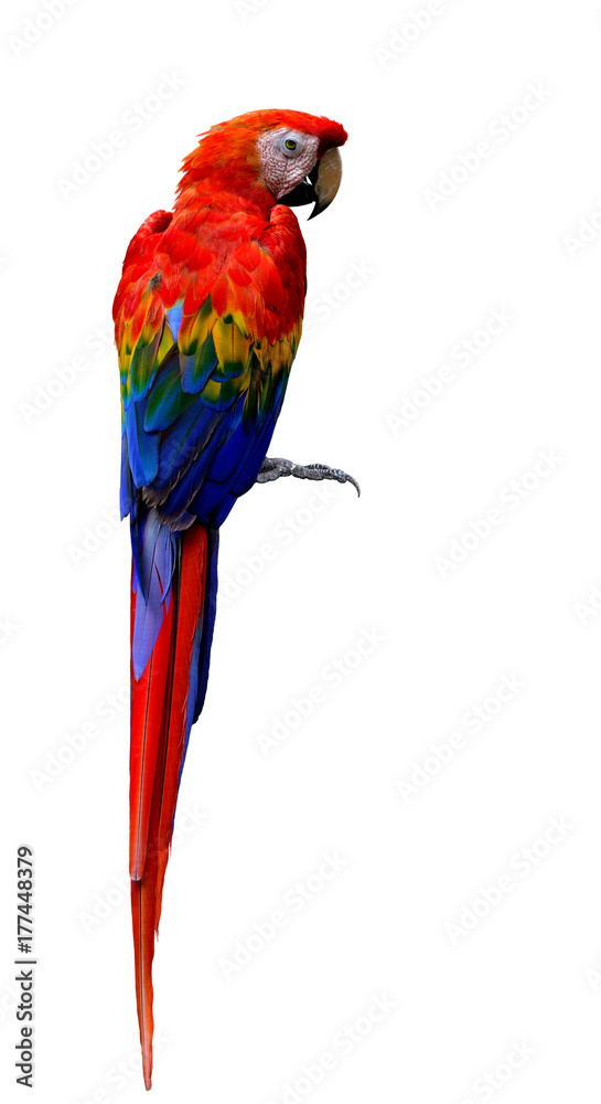 Scarlet macaw（Ara macau）大型、红色头部、黄色和蓝色翅膀的鹦鹉，背部羽毛轮廓