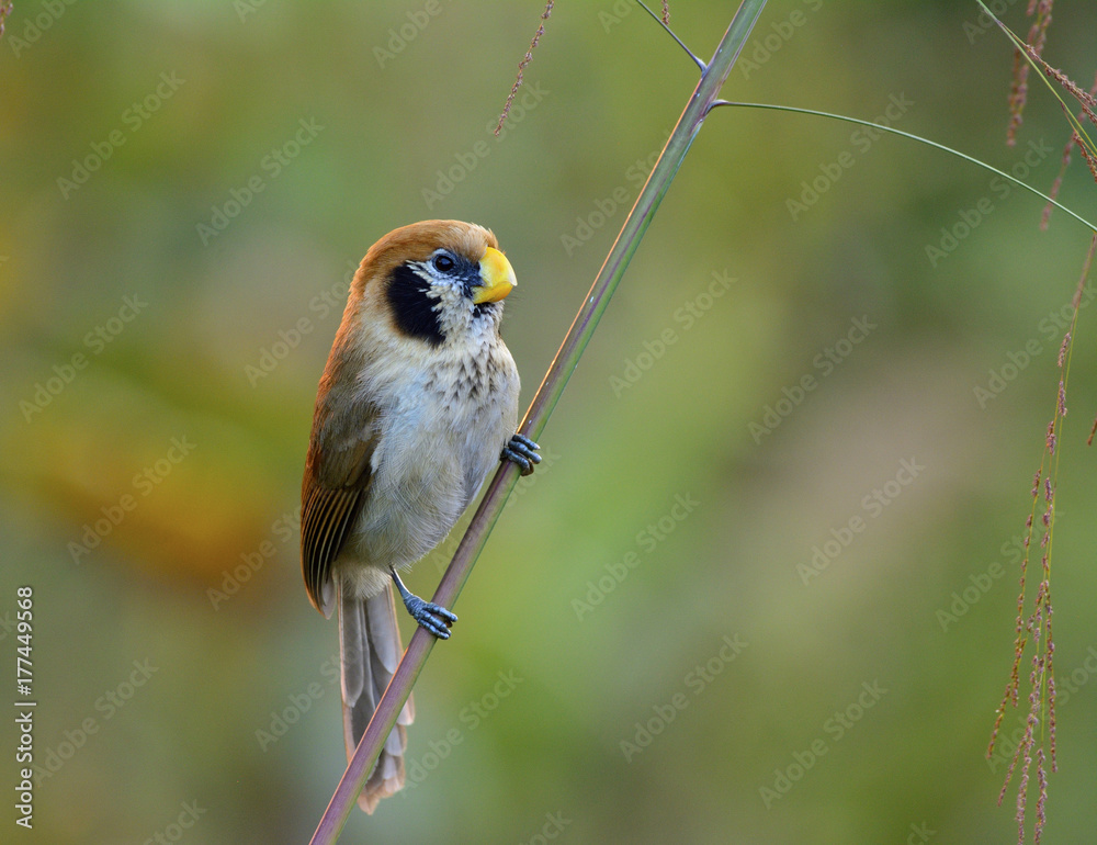 斑胸鹦鹉（Paradogornis guttaticollis）美丽的棕色鸟，有黑色的脸颊和斑点