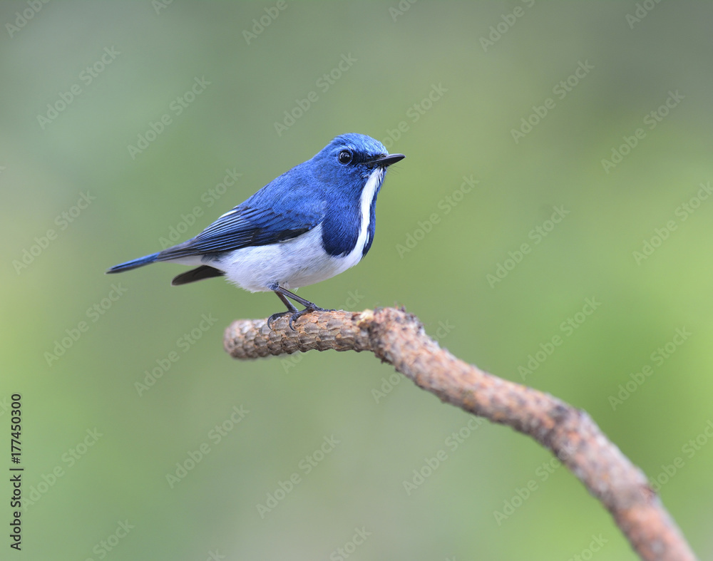 Ultamarine Flycatcher（superciliaris ficedula），一只美丽的蓝色鸟，栖息在树桩的尽头br