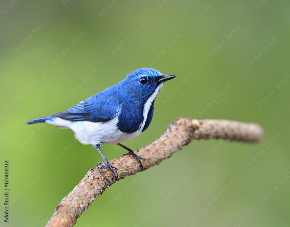 Ultamarine Flycatcher（superciliaris ficedula），一种美丽的蓝色鸟类，栖息在树枝上。