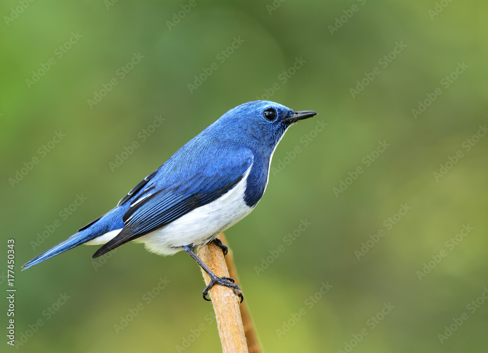 Ultamarine Flycatcher（superciliaris ficedula），一只美丽的蓝色鸟，栖息在树枝上。