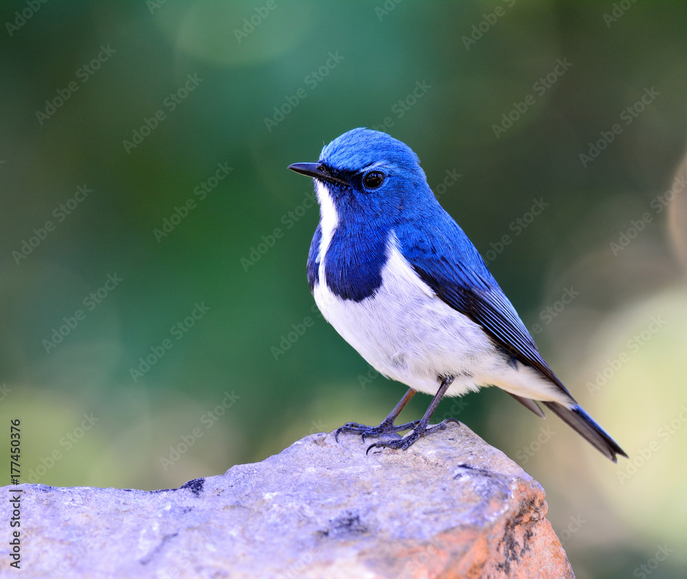 Ultamarine Flycatcher（superciliaris ficedula），一只美丽的蓝色鸟，栖息在远处的岩石上