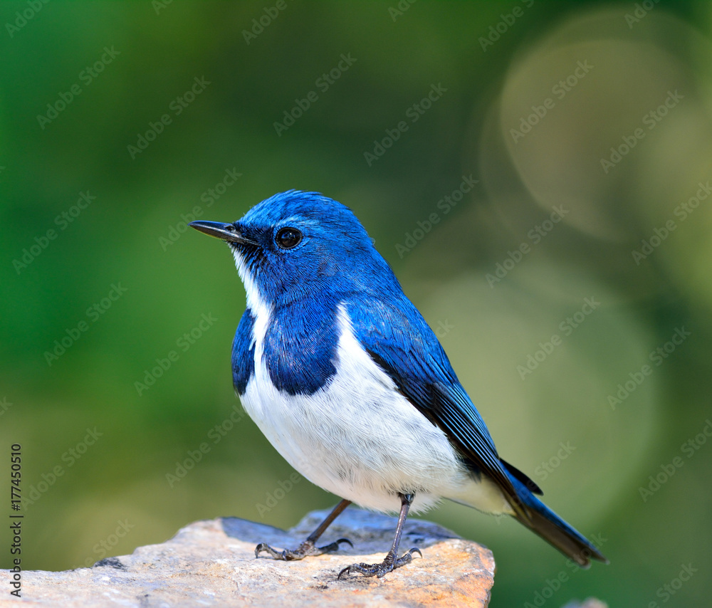 Ultamarine Flycatcher（superciliaris ficedula），一只胖乎乎的美丽蓝白相间的鸟，栖息在沙滩上