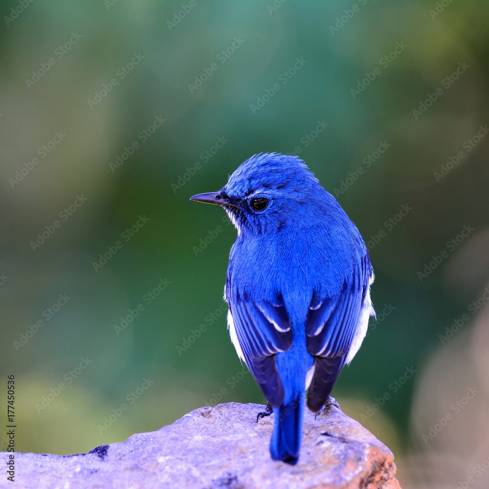 Ultamarine Flycatcher (superciliaris ficedula) a chubby beautiful blue and white bird perching on th