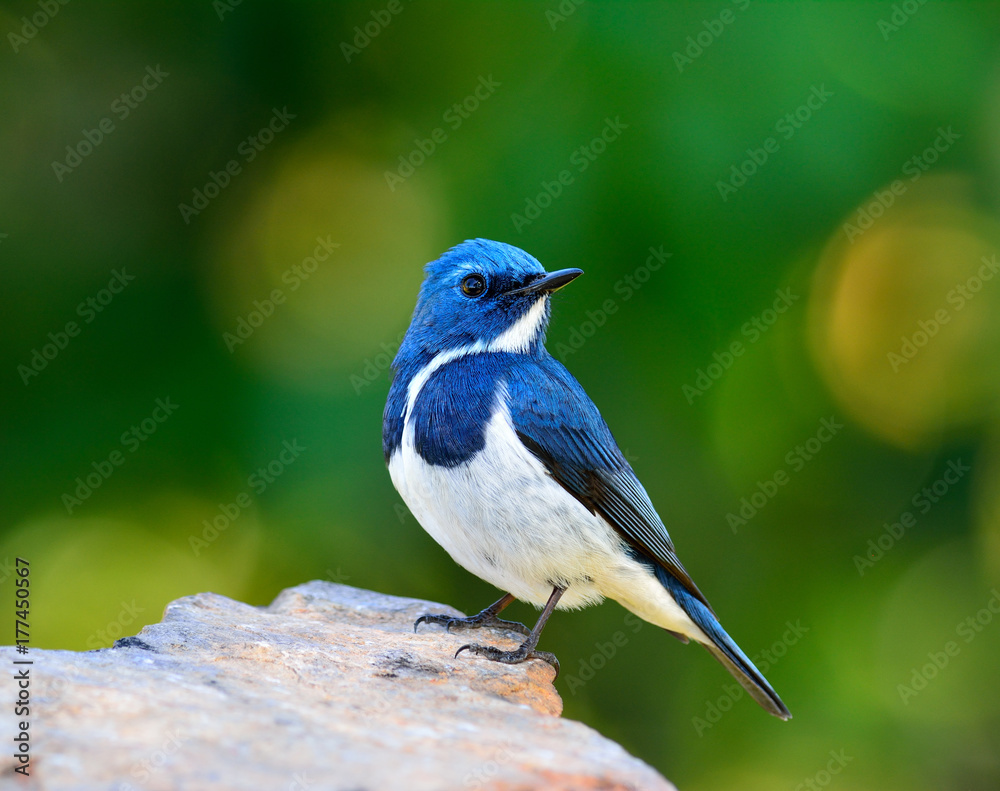 Ultamarine Flycatcher（superciliaris ficedula），一只栖息在岩石上的蓝白相间的胖乎乎的鸟