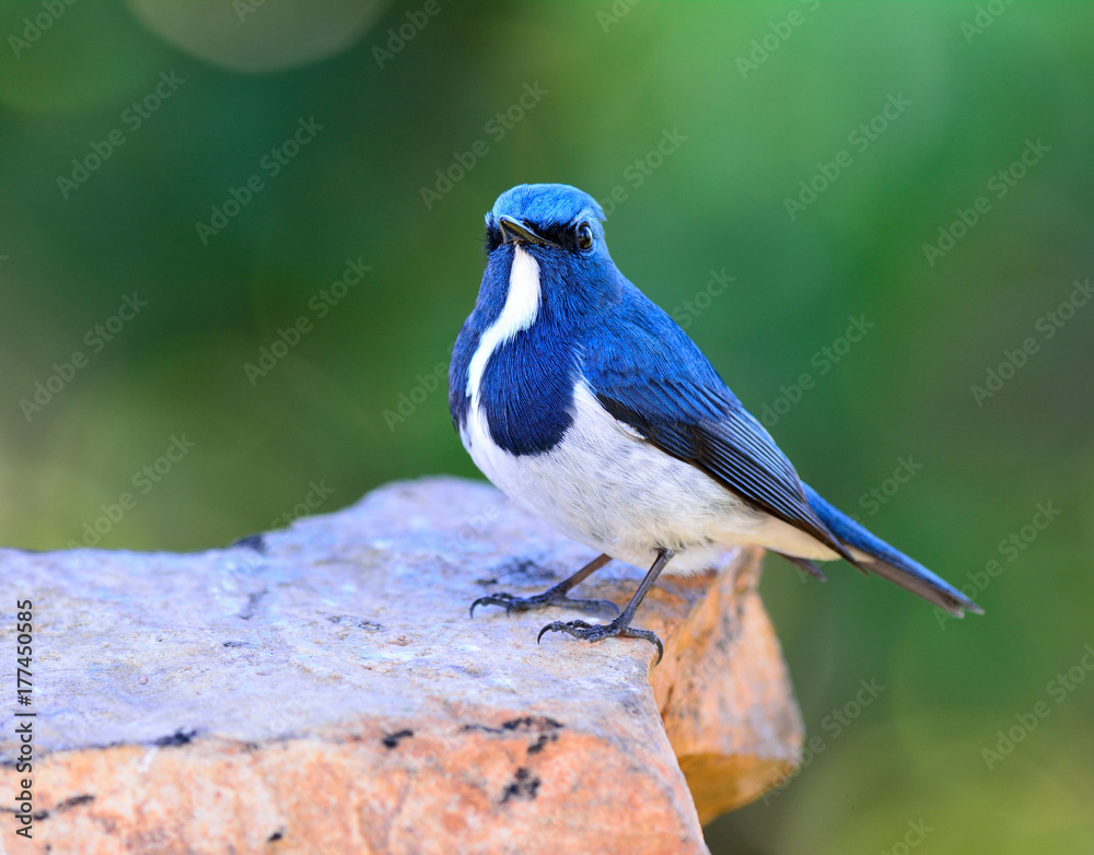 Ultamarine Flycatcher (superciliaris ficedula) beautiful blue and white bird perching on the rock ov