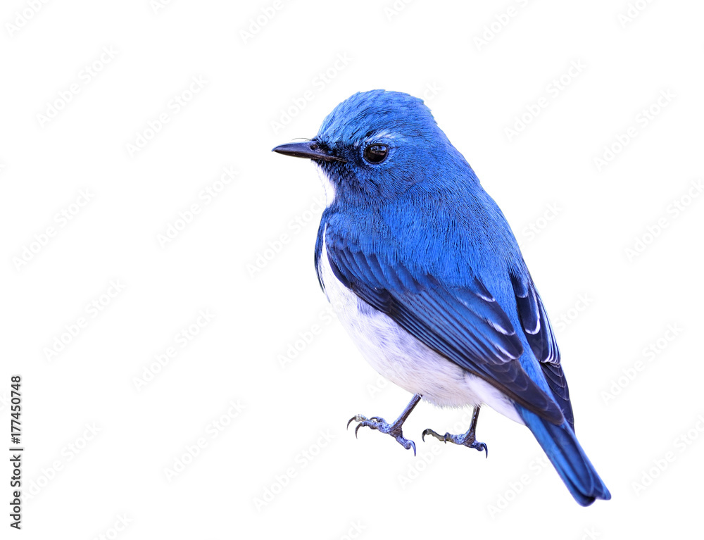 Ultramarine Flycatcher (superciliaris ficedula) beautiful small blue bird showing its fine back feat