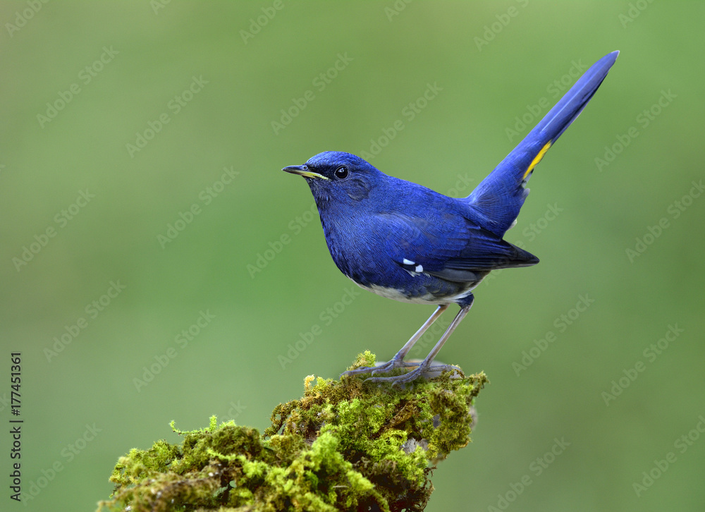 白腹红首乌（Luscinia phaenicuroides）美丽的蓝鸟，白腹黄腹