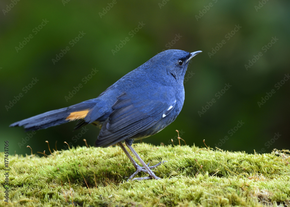 白腹红雀（Luscinia phaenicuroides）可爱的蓝鸟，尾巴上有黄色标记。