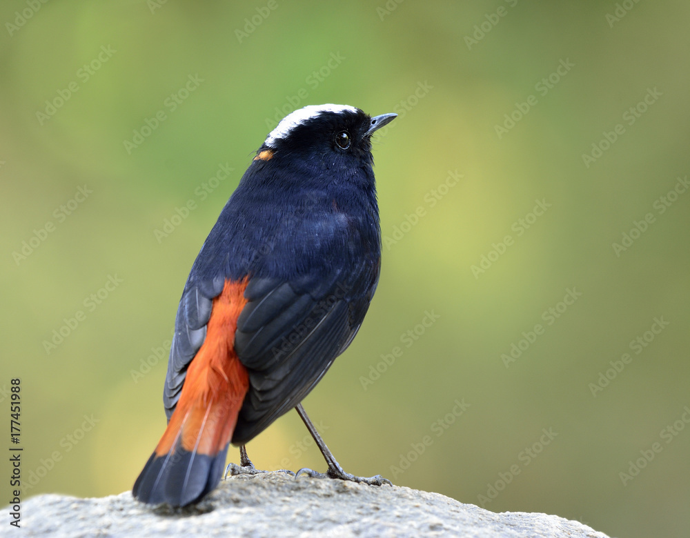 White caped Water Redstart or River chat（phoenicurus leuccephalus）美丽的黑色和红色鸟类w