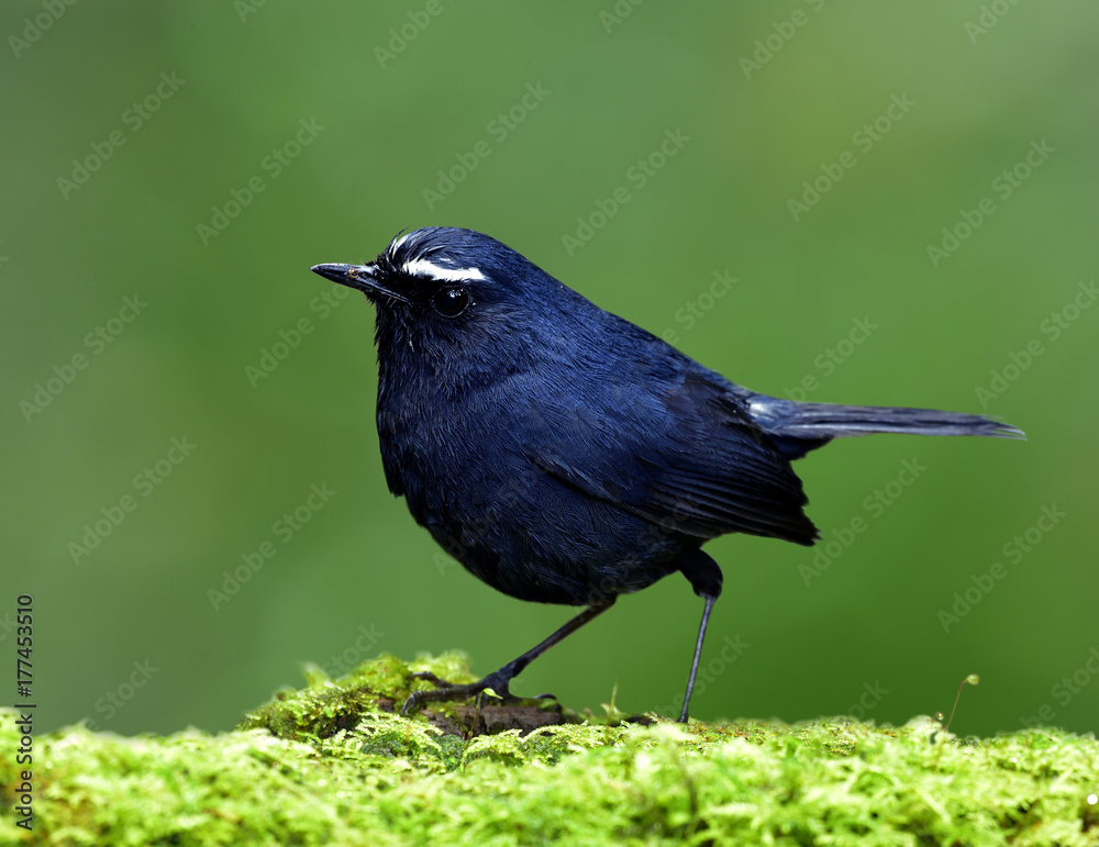 Charming White-browed Shortwing (Brachypteryx montana) beautiful chubby dark blue bird with white ey