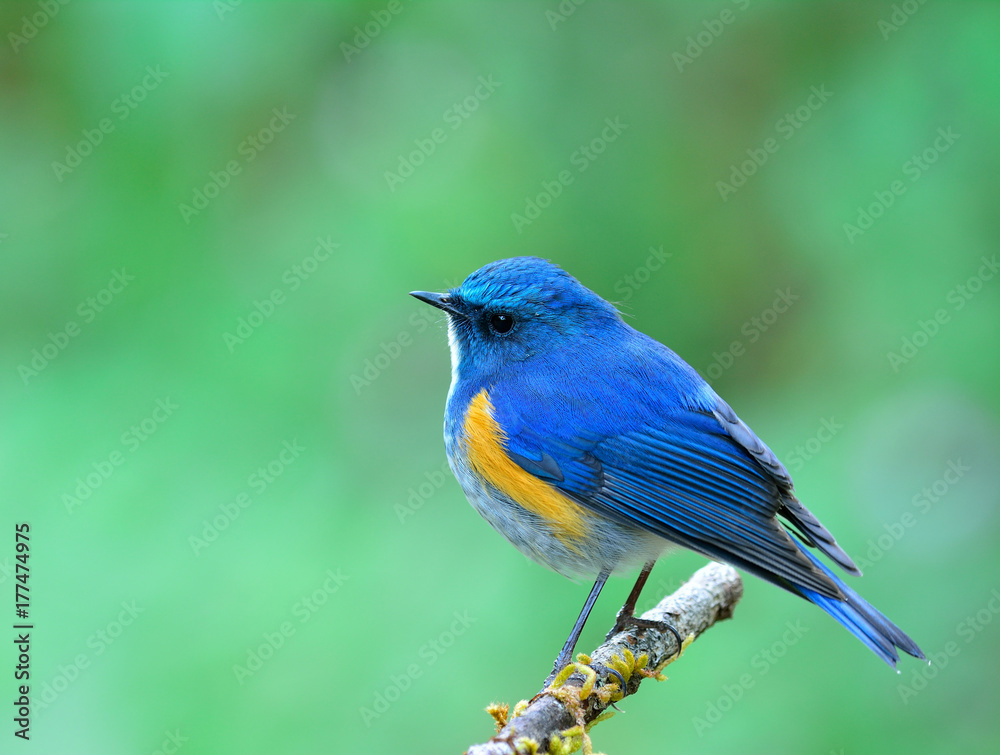 喜马拉雅蓝尾知更鸟或橙色两侧的知更鸟（Tarsiger rufilatus）让栖息在上面的蓝鸟着迷