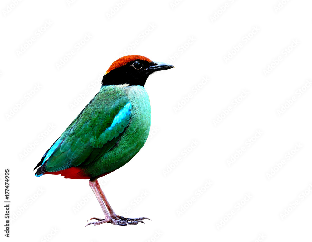 Hooded pitta（pitta sordida），一种奇异的绿色鸟类，完全孤立地站在白色背景上，令人着迷