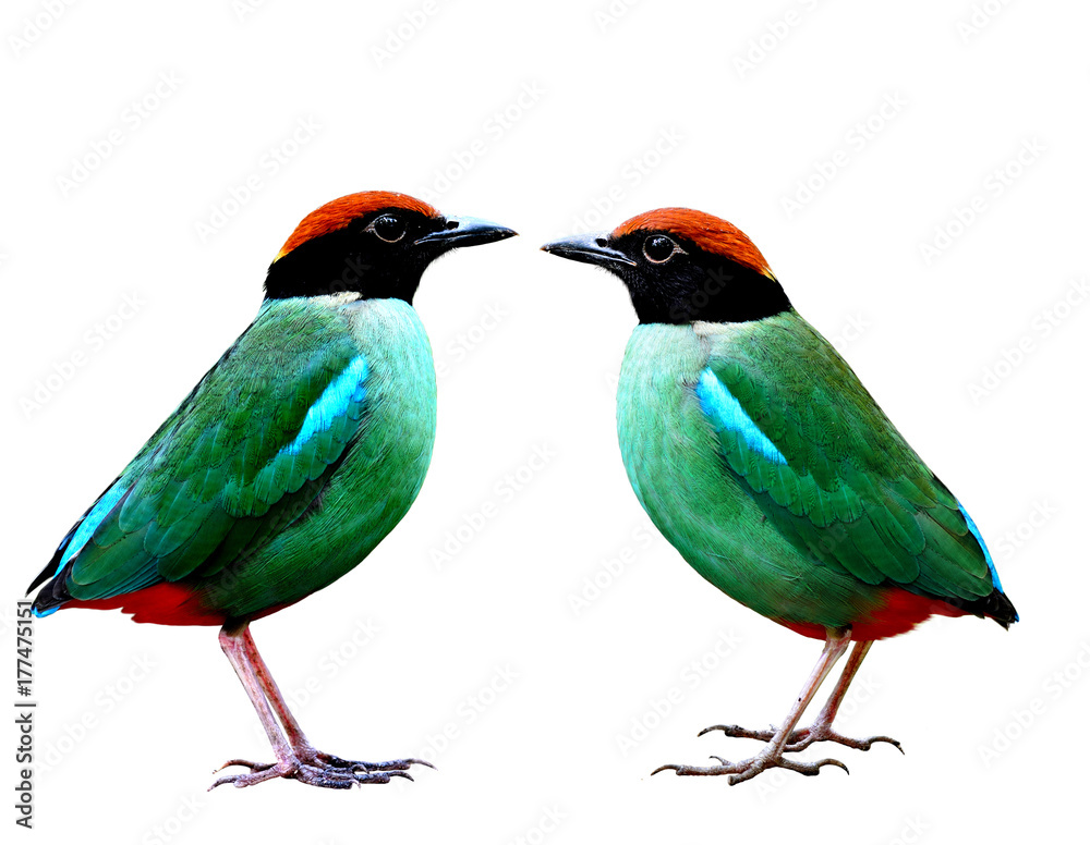 Hooded pitta（pitta sordida）奇异的绿色鸟类，完全孤立地站在白色背景上，迷人