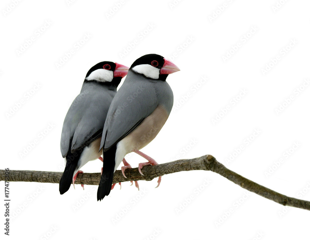 爪哇麻雀（LoncJava sparrow（Lonchura oryzivora）细灰色鸟类，有粉红色的喙和腿，甜美