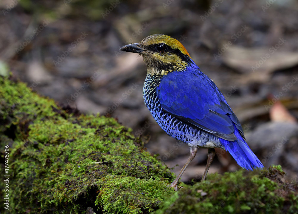 Blue Pitta（Hydrornis cyaneus）的雄性，一种站在长满苔藓的地方的鸟科Pitta