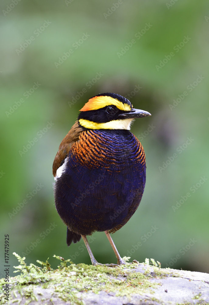 马来西亚斑腹鹬（Hydrornis guajana）雄性，泰国的多种颜色的胖乎乎的留鸟