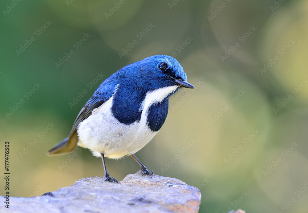 Ultamarine Flycatcher（superciliaris ficedula），一只胖乎乎的美丽蓝白相间的鸟，栖息在沙滩上