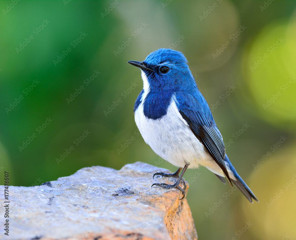 Ultamarine Flycatcher（superciliaris ficedula），一种美丽的蓝色鸟类，栖息在岩石上。