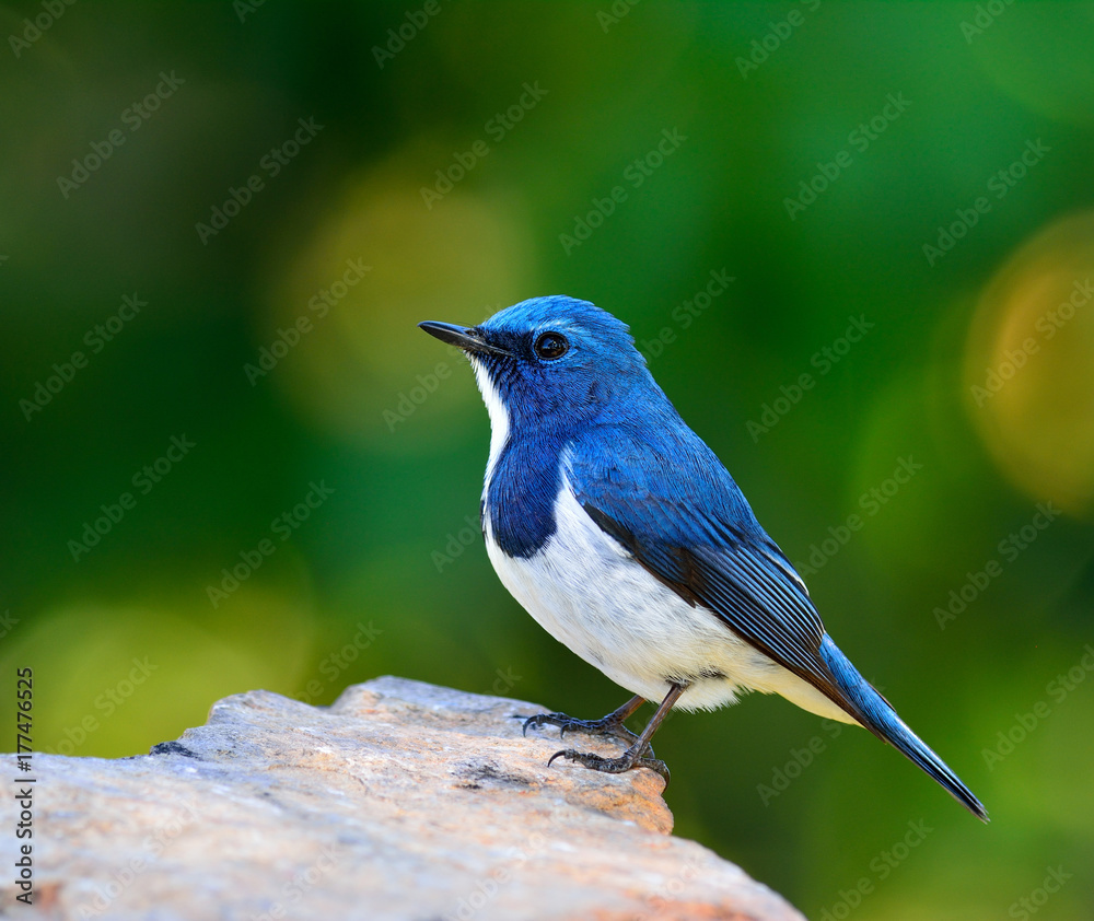 Ultamarine Flycatcher（superciliaris ficedula）美丽的蓝鸟栖息在远处的岩石上