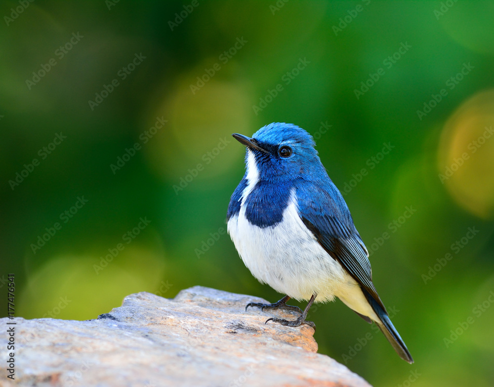 Ultamarine Flycatcher（superciliaris ficedula）栖息在岩石上的胖乎乎的蓝白相间的鸟