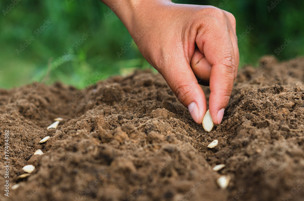 hand planting pumpkin seed of marrow in the vegetable