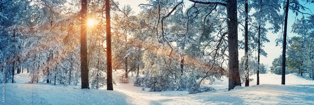 Pine trees covered with snow on frosty evening. Beautiful winter panorama at snowfall