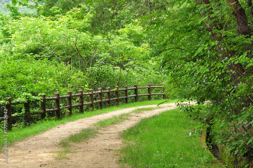 森の散歩道