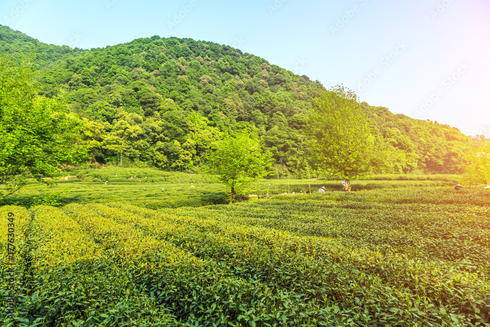 西湖杭州龙井茶园