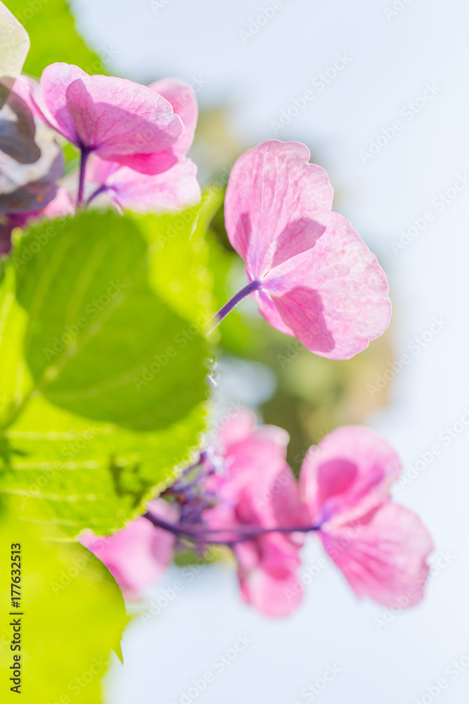 紫陽花の花