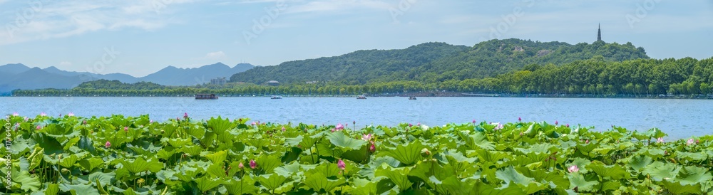 西湖荷花池