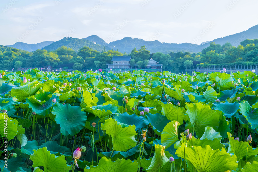 西湖荷花池