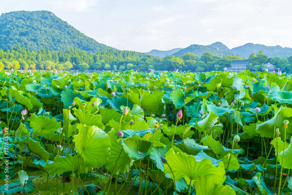 西湖荷花池