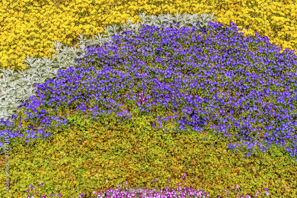 Flowers plant background wall