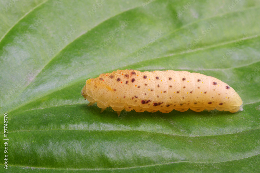  Сaterpillar on a white