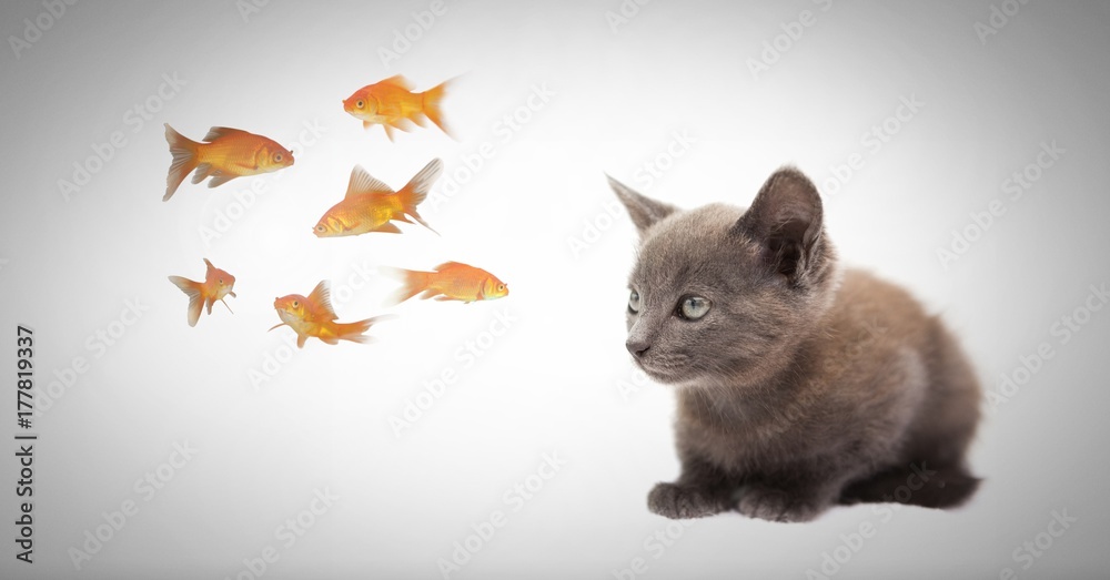 Kitten watching fish