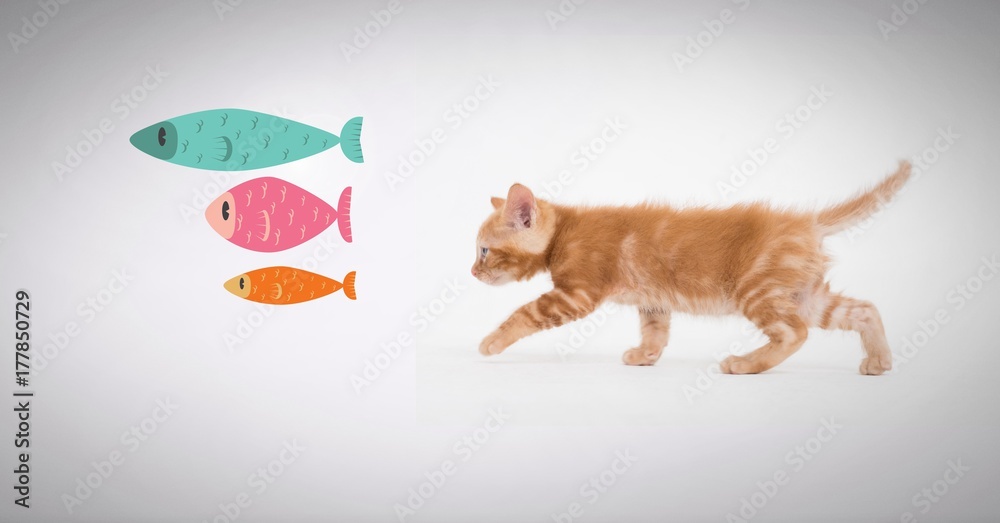 Kitten walking after fish graphics