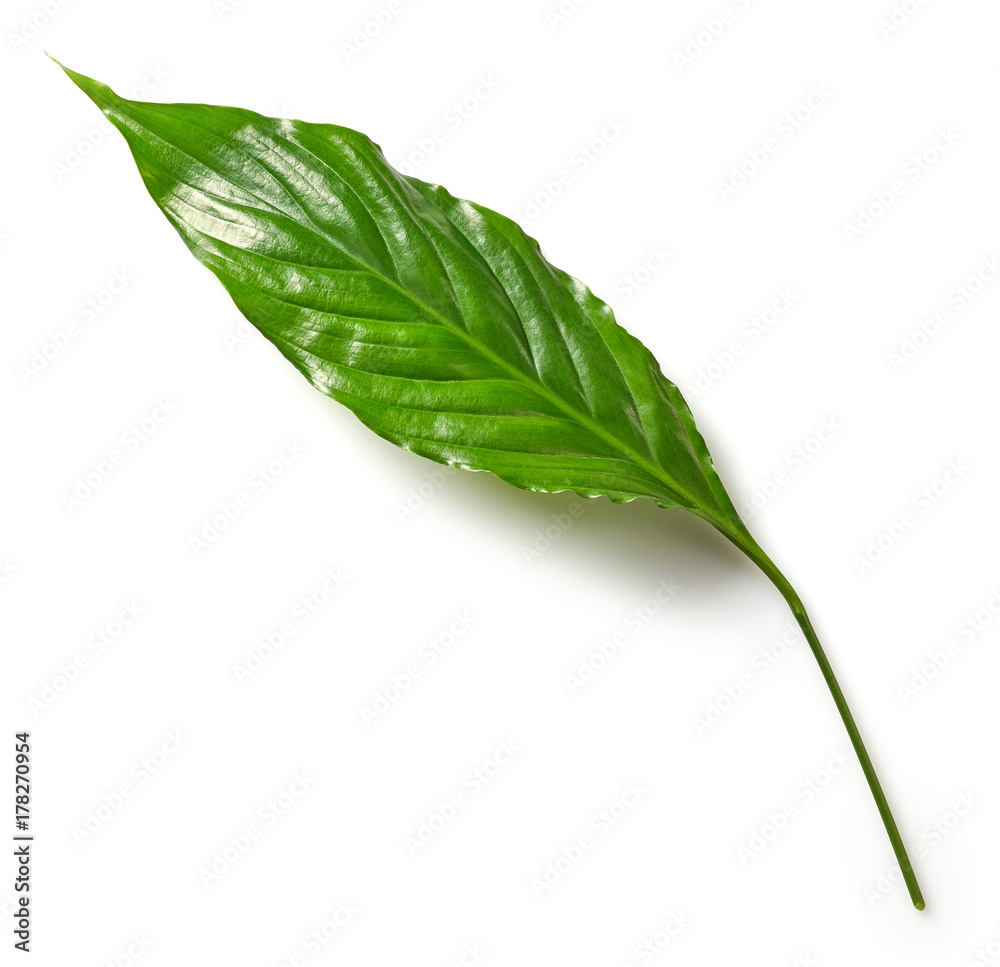 tropical leaf on white background