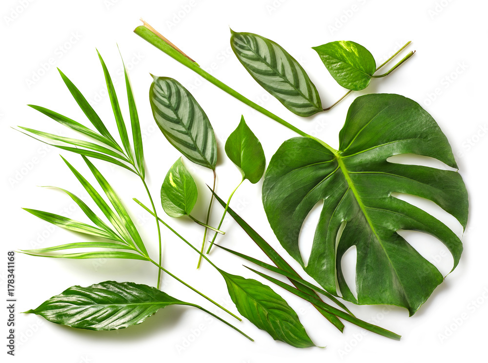 various tropical leaves