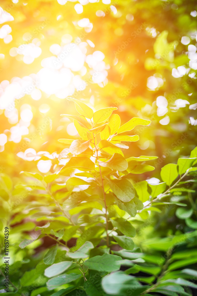 bright ray light of faith shinning through the Green leaves tree on white background