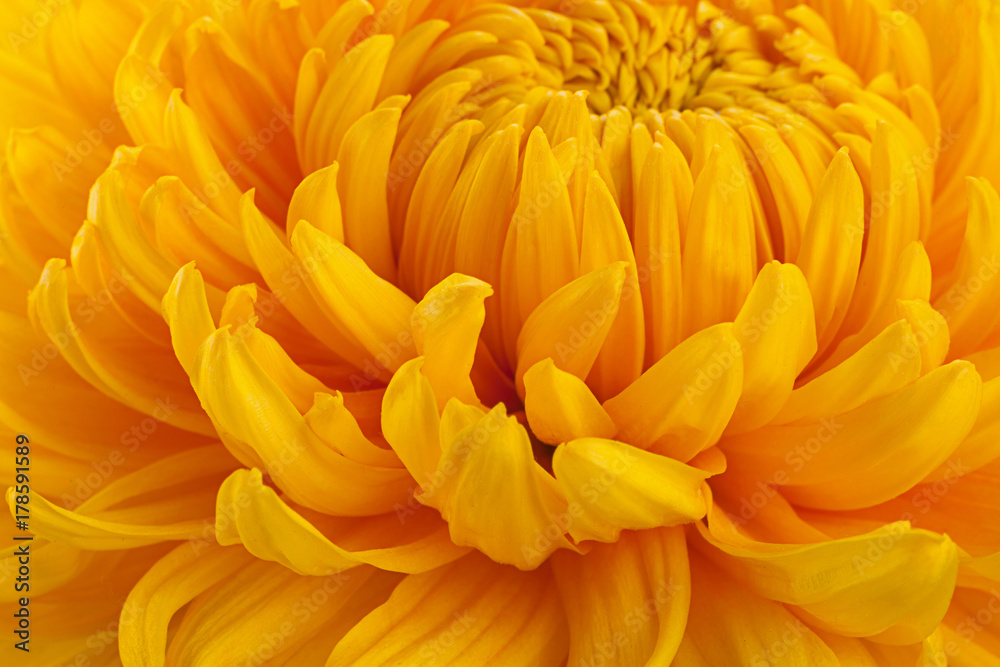 Yellow chrysanthemum flower head