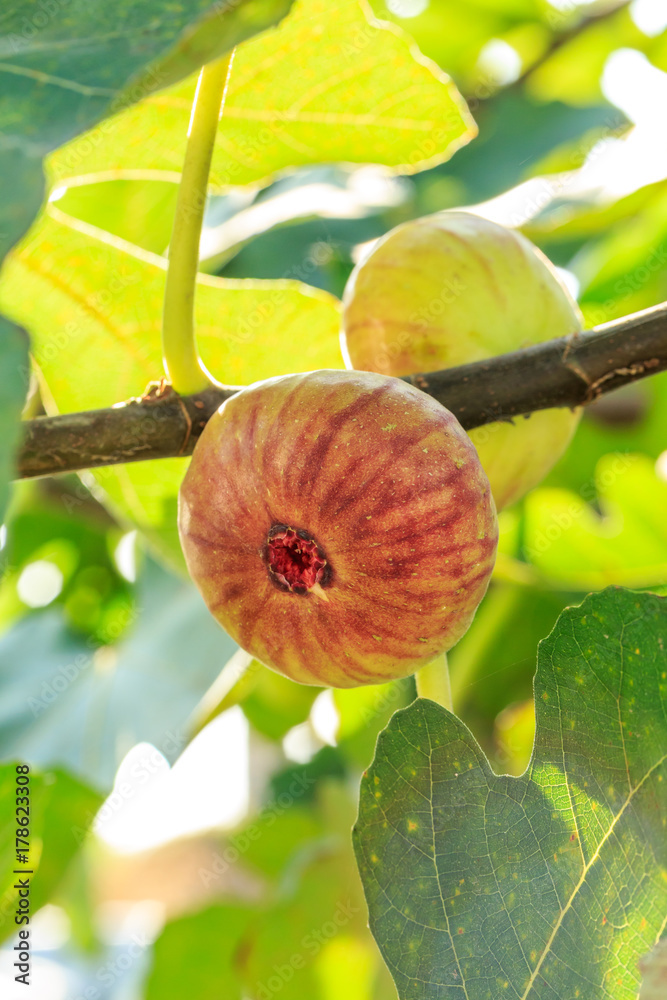 新鲜无花果在无花果树上成熟