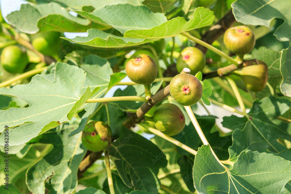 新鲜无花果在无花果树上成熟