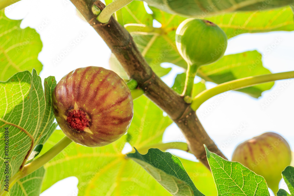 fresh figs ripening on a fig tree